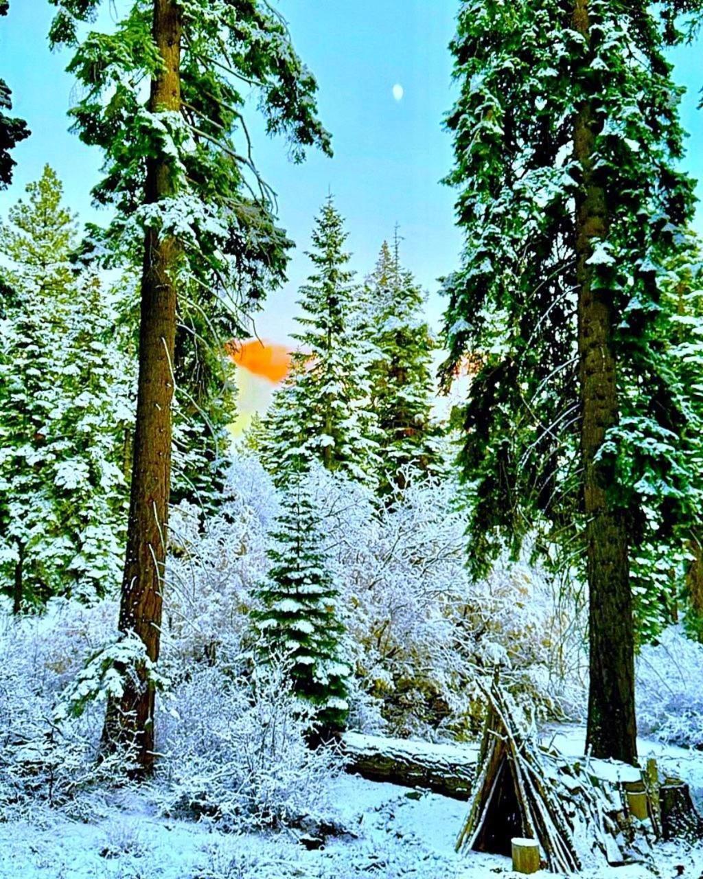 The Honey Bear Cabin Carnelian Bay Buitenkant foto